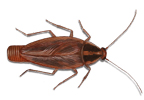 Image of German cockroach (Blatella germanica) | Rentokil Malaysia