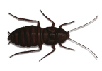 Image of Oriental cockroach (Blatta orientalis) | Rentokil Malaysia