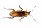 Image of American cockroach (Periplaneta americana) | Rentokil Malaysia